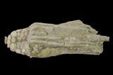 Fossil Crinoid (Macrocrinus) - Crawfordsville, Indiana #135626-1
